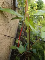 2015-06-07 Clematis SoI mit Strohhalmverband.JPG