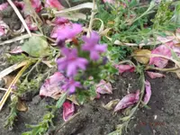 DSCF6282l.webp