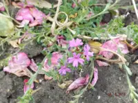 DSCF6289l.webp