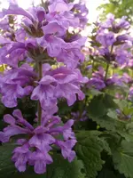 2015-06-07 Was bin ich1.webp