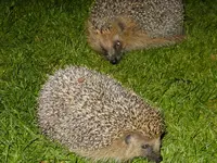 DSCF9326.webp