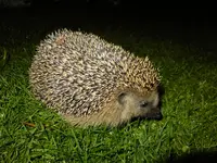 DSCF9332.webp