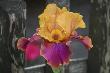 Syncopation.webp