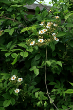 Wildrose Rosa multiflora_weiss_beginnede Blüte am Sichtschutz_09062015_900.webp