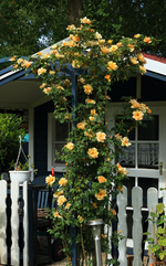 Maigold_beginnende Blüte_gelb_09062015_900.webp