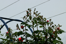 Laguna_beginnende Blüte_09062015_900.webp