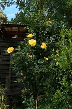 gelbe Strauchrose_beginnende Blüte_09062015_900.webp