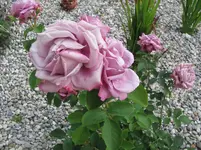 IMG_0363.webp