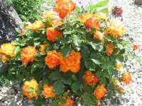IMG_0360.webp