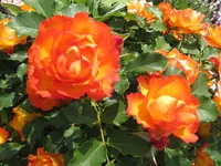 IMG_0359.webp