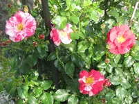 IMG_0374.webp
