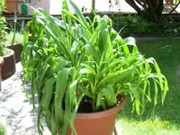 PIC_0030.webp