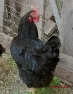 T_Huhn schwarz__13.08.2012_mr.ditschy.jpg