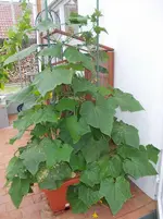gurke euphya 10.6.2015.webp
