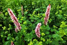 DSCF1395 (2).webp