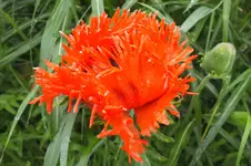 DSCF1398.webp