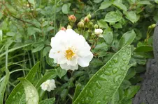 DSCF1407.webp