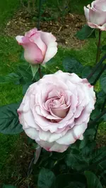 DSC_0005.webp