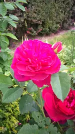 DSC_0009.webp