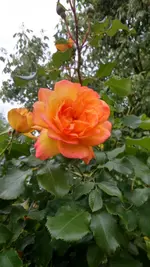 DSC_0013.webp