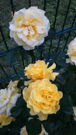 DSC_0016.webp