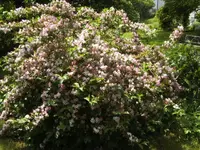 BILD4018.webp
