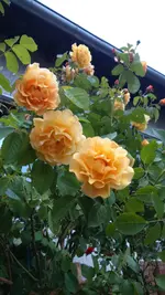 DSC_0030.jpg