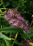 Allium Christophii_volle Blüte_900.JPG