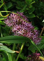 Allium Christophii_volle Blüte_900.webp