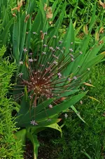 Allium Schuberti_900.webp