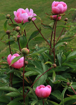 Päonie_pink_grün_900.webp