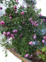 BILD4062.webp