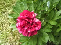 BILD4006.webp