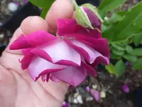 P1430028.webp