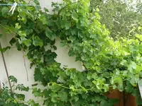 P1090420.webp
