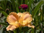 IMG_9179.jpg