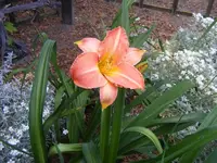 Irgendeine Lilie.webp