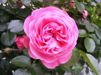 Leonardo Makro.webp