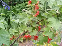 Rote Johannisbeeren.webp