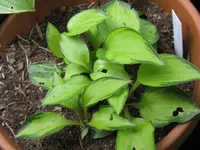 green with envy_1280x960.webp