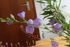 glockenblume.webp