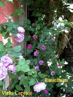 IMG_4859-001.webp