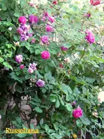 IMG_4902-003.webp