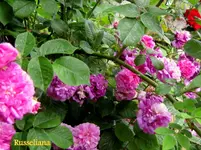 IMG_5018.webp