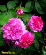 IMG_5020-001.webp