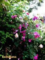IMG_5060.webp