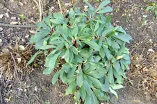 garten2013 002.webp