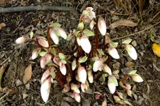 garten2013 004.webp
