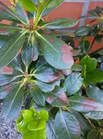 ARhododendron 005.webp