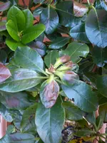 ARhododendrons 007.webp